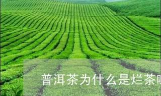 普洱茶家常做法 普洱茶是一种什么茶