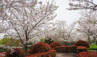 顾村公园看樱花什么时间最佳 顾村公园樱花节门票