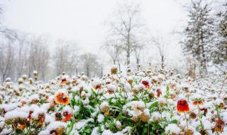 沈阳雪下到什么时候 雪下的时候